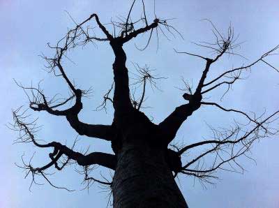 silueta de un árbol talado