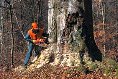 corte de árbol con motosierra