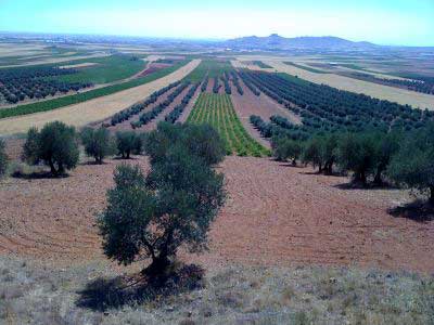 hileras de olivos en Toledo