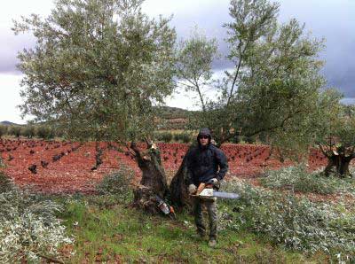 cuidando un olivo con motosierra