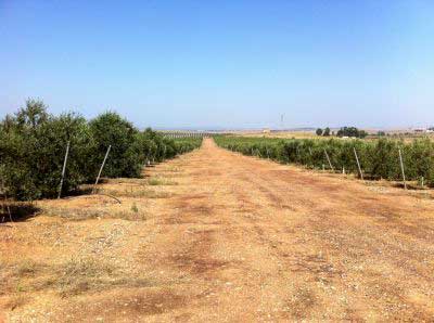 olivos en hileras