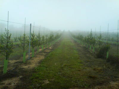 plantación de olivos