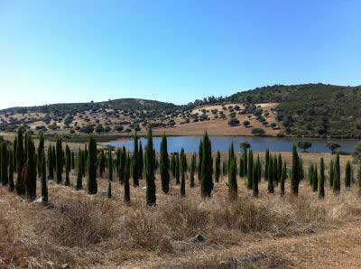 replantación de árboles