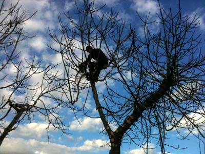 talado de ramas de un árbol