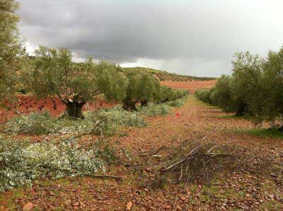 trabajos en olivar