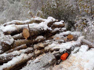 troncos talados en la nieve