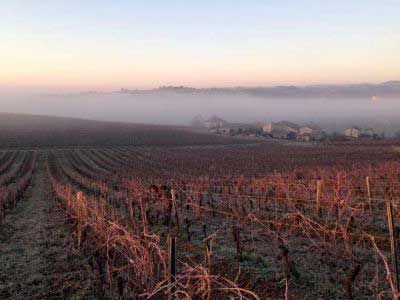 viñas y sarmientos