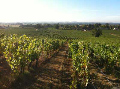 viñedo en Toledo